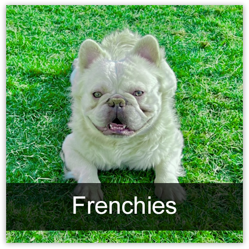 french bulldog kennels